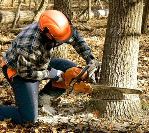 Tree Removal in Hanna, WY